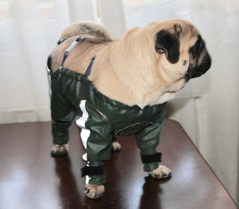 Salopeta catei de Talie Mica Noua