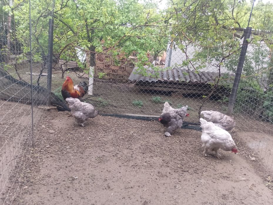 Familie brahma 5+1