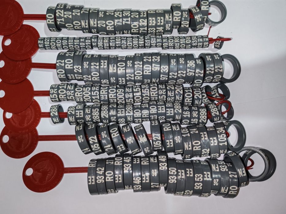 Inele pentru găini de rasă