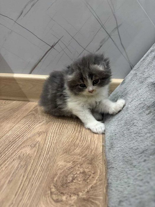 Котята породистые