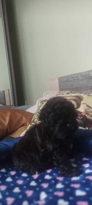 Мальтипу щенки малыши