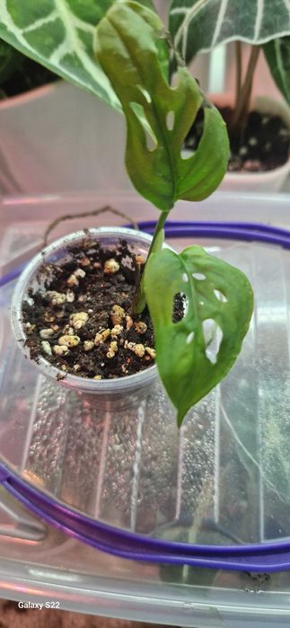 Комнатный цветок монстера