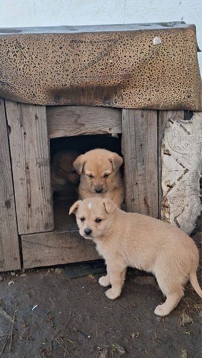 Ищем дом для щенят