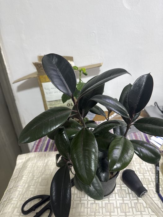 Фикус черный принц  и белиз