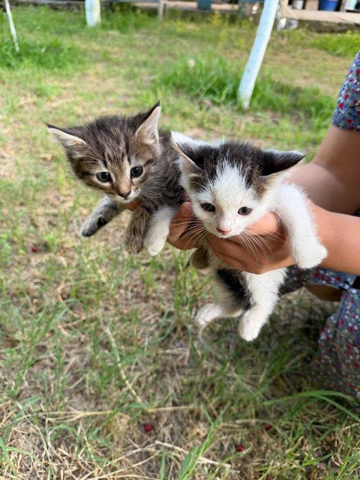 Котята в добрые руки