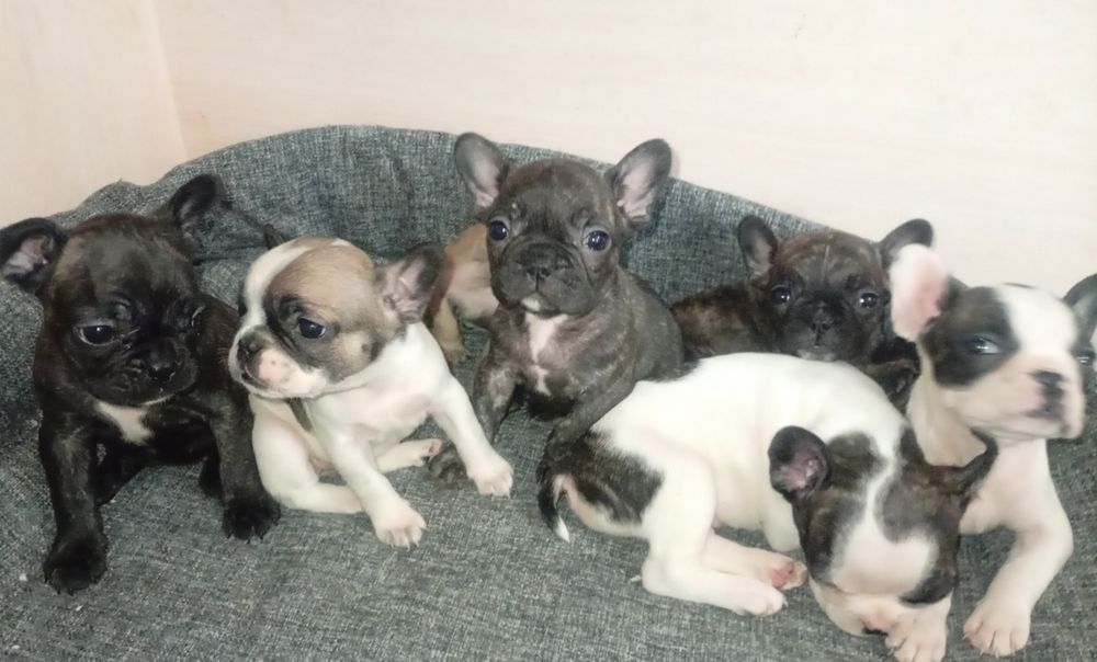 Французский бульдог.