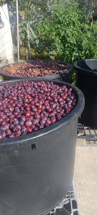 Vând prune pt țuică 1,60ron kg
