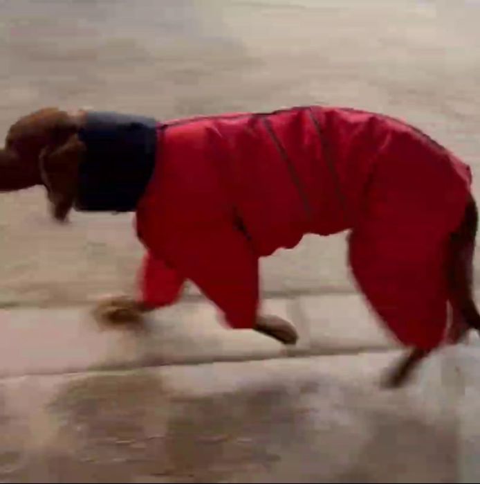 Одежда для собак,комбинезон для собак