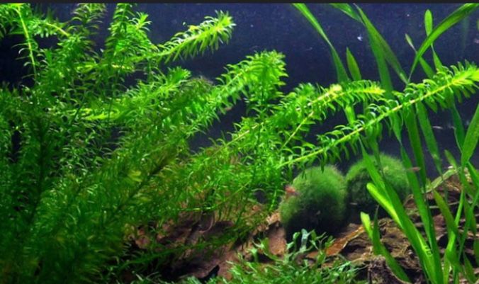 Трава для аквариума