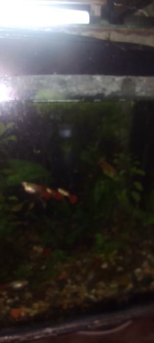 Аквариумы 100л 80л