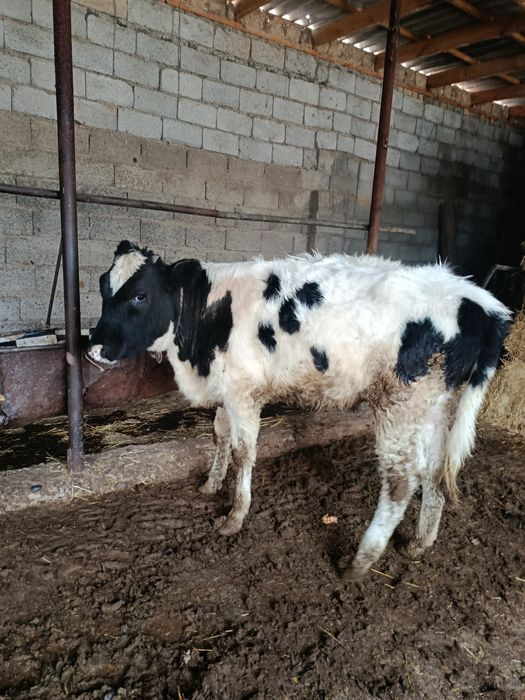 Ургашы буқа сатылады