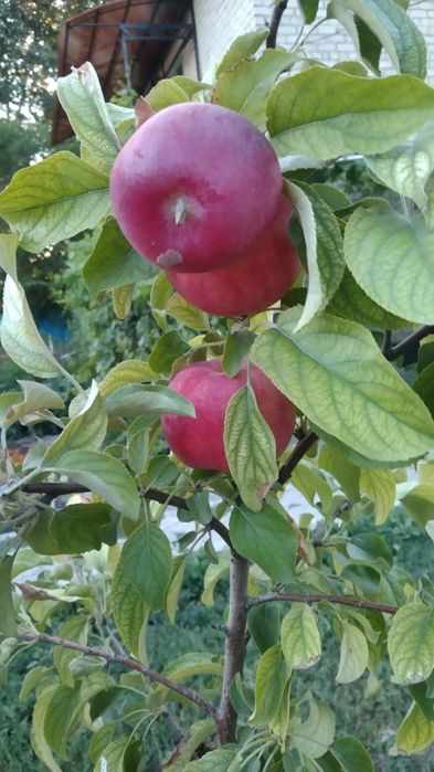 Продам дом и участок