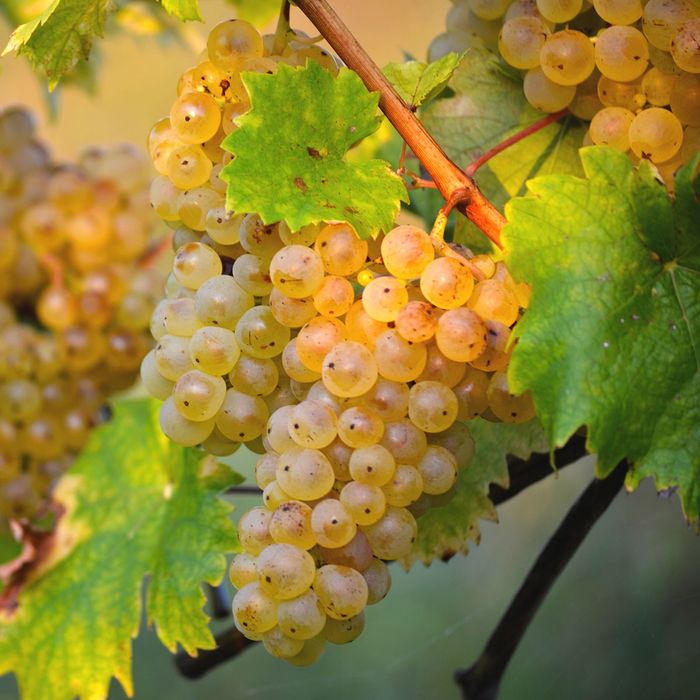 Vând struguri de vin producție 2026