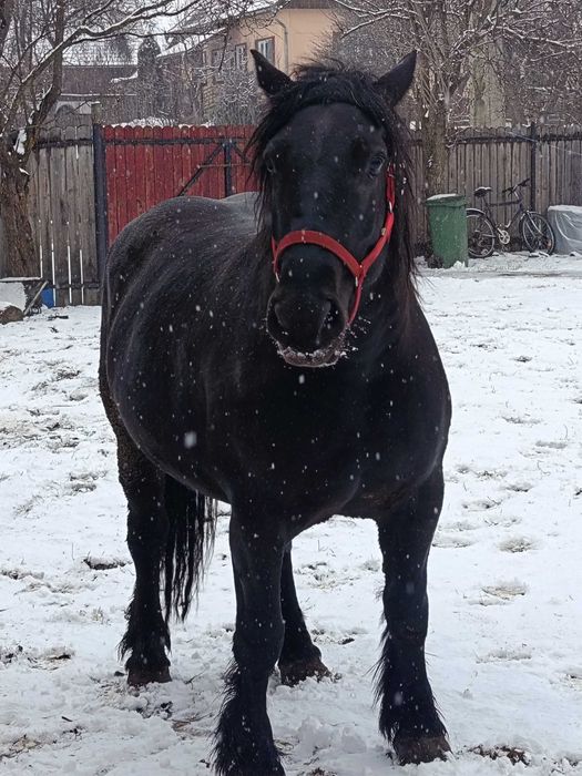 O iapă bun devânzare