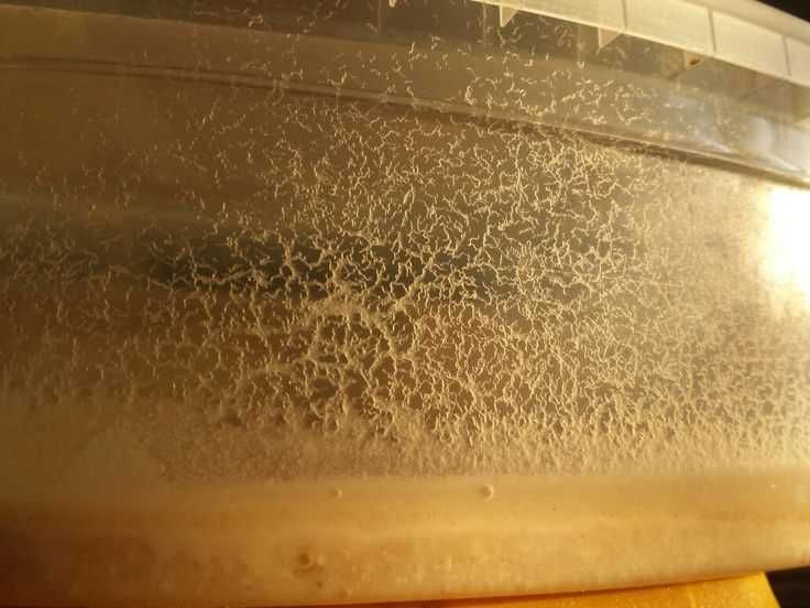 Cultura stabila de Grindal- Hrana vie pesti.