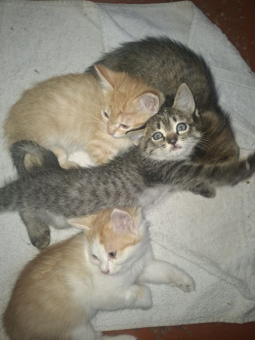 Котята даром в человеческие руки