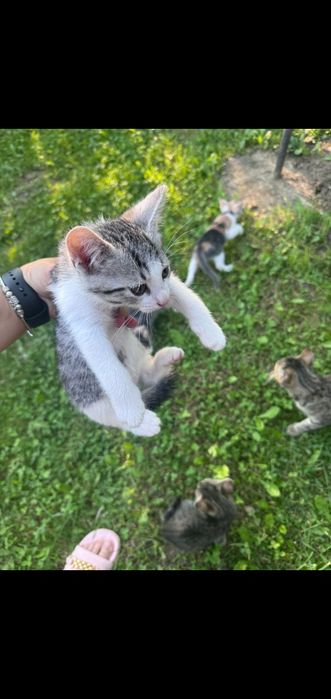 Se oferă spre adopție