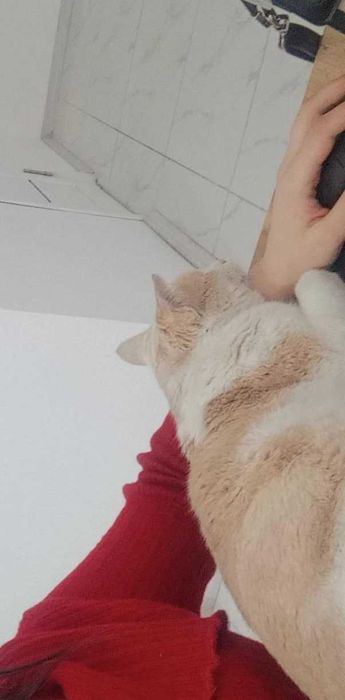 mehrobon mushuk tekinga  добрый кот бесплатно