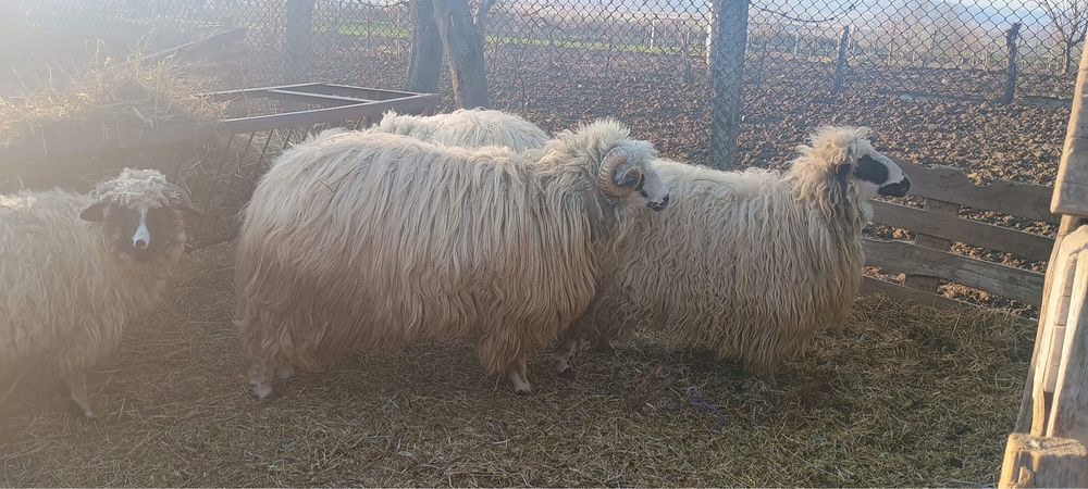 Schimb bercec cu oaie sau capra