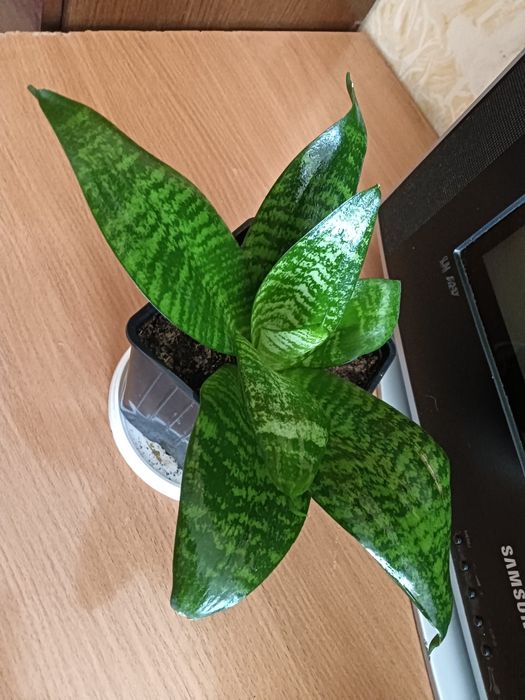 Продам комнатные цветы