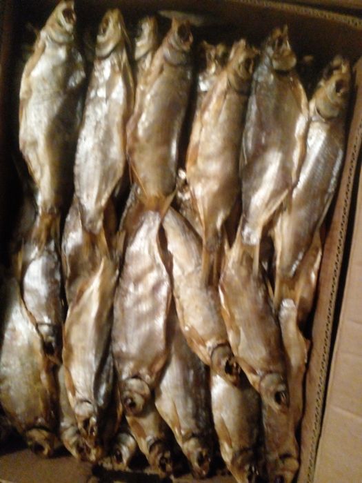 Ревец   Лещ  Чехонь