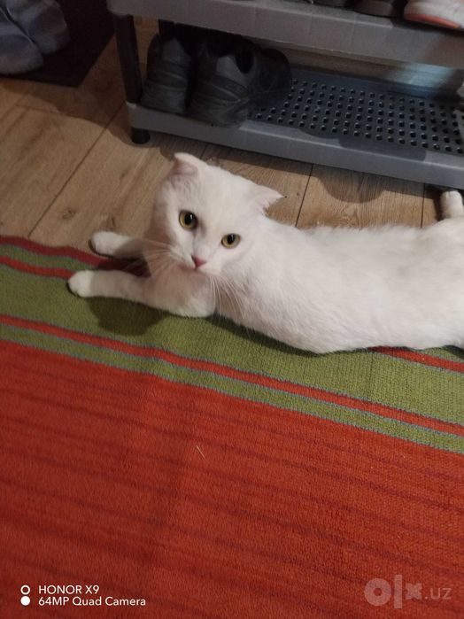 Кошка белая вислоухий