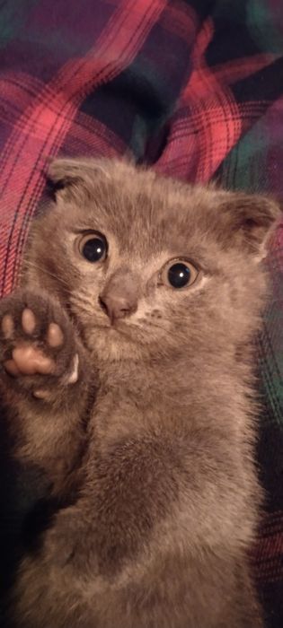 Отдам котят в добрые руки