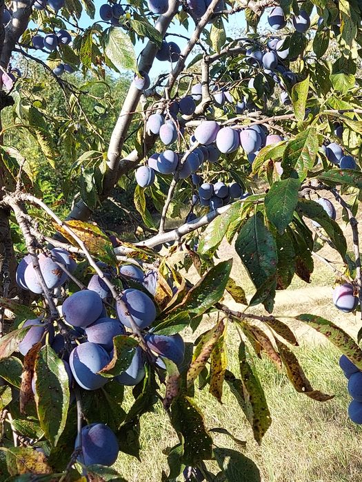 Prune tuica anaspet și pere gutui