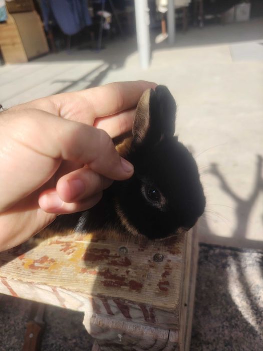 Chorni oter sames sotiladi