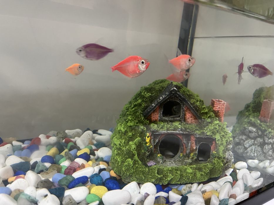 Аквариум с камушками и с рыбками