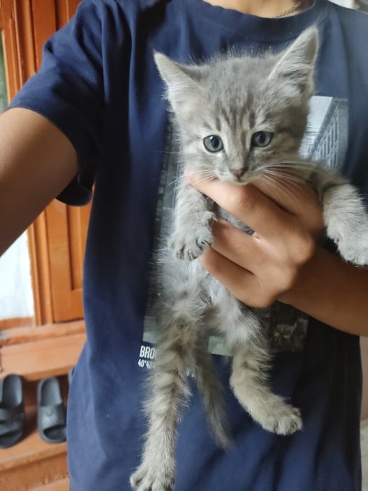 Отдам котят бесплатно