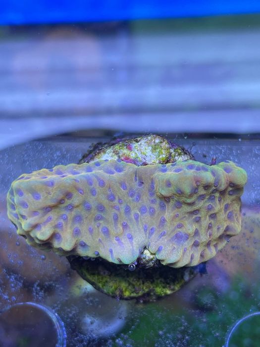 аквариумни корали - живи корали