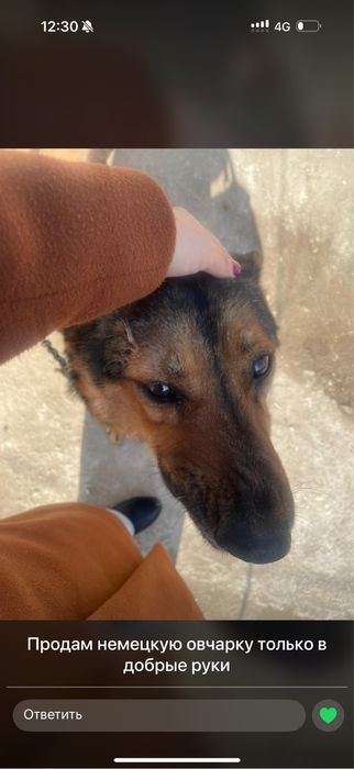 Собака немецкая овчарка