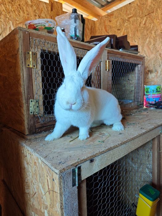 Iepuri Uriaș German