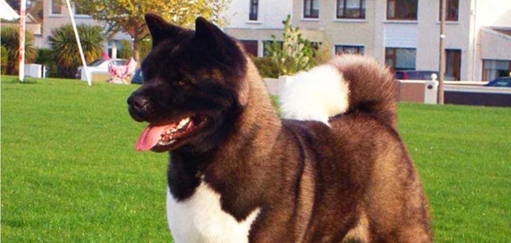 Американская акита