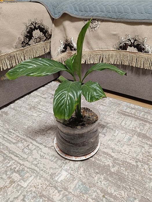 Продам комнатные растения