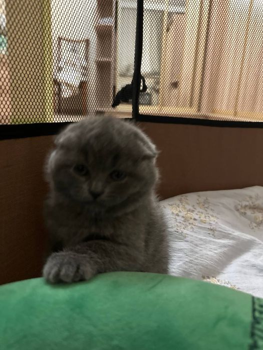 Шотландские веслоухие и прямоухие кошки