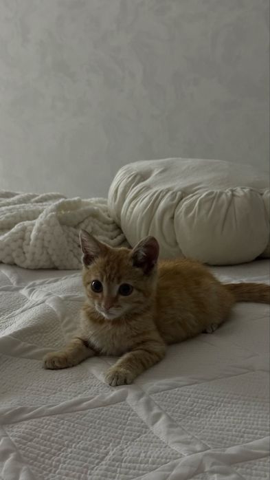 Отдам рыжего котенка