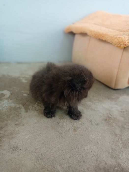 Вислоухие котята