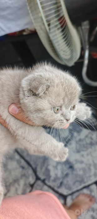 Скотиш Фолд сотилади