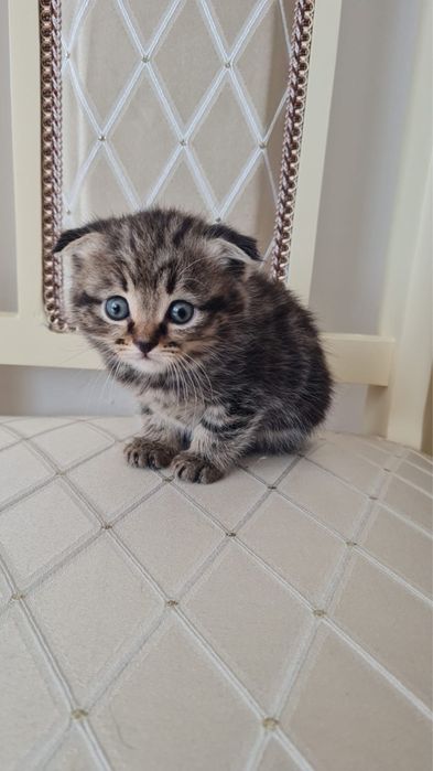 Продам котенка в хорошие руки