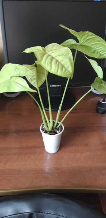 Сингониум Манго лайм