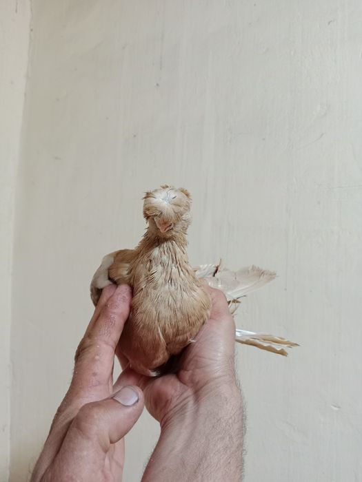 Продам самца жёлтого