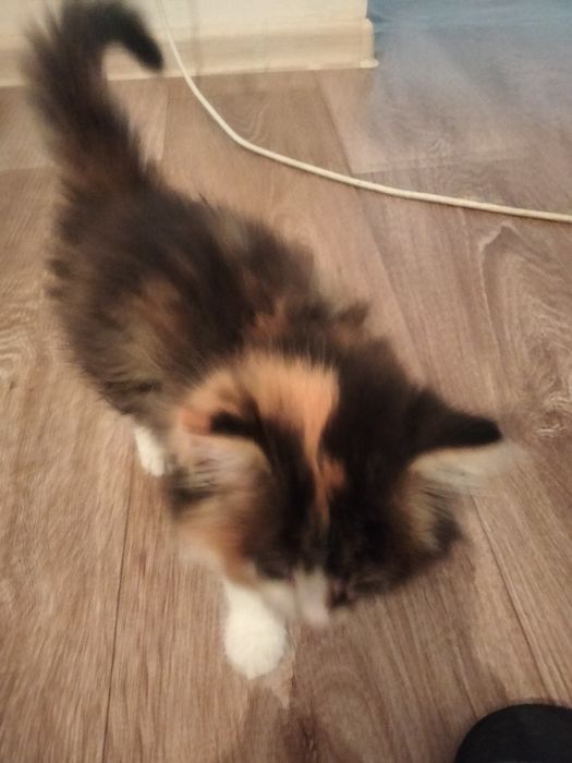 Отдам котят в добрые руки