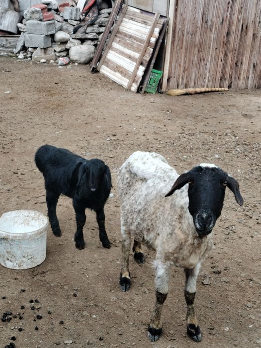 Козылы кой сатылады