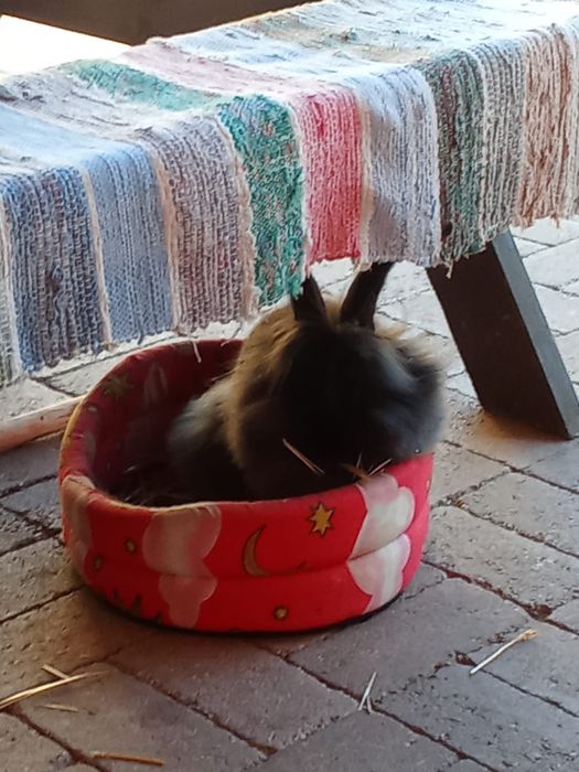 Animale de companie  iepuriță cu cap de leu iepuriță cu cap de leu