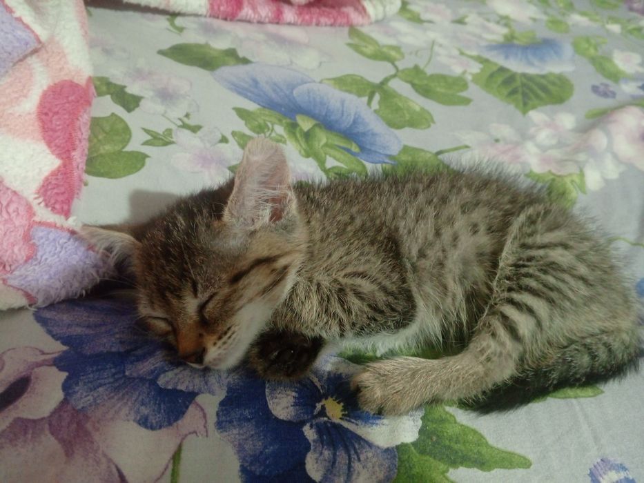 Котенок , котенок