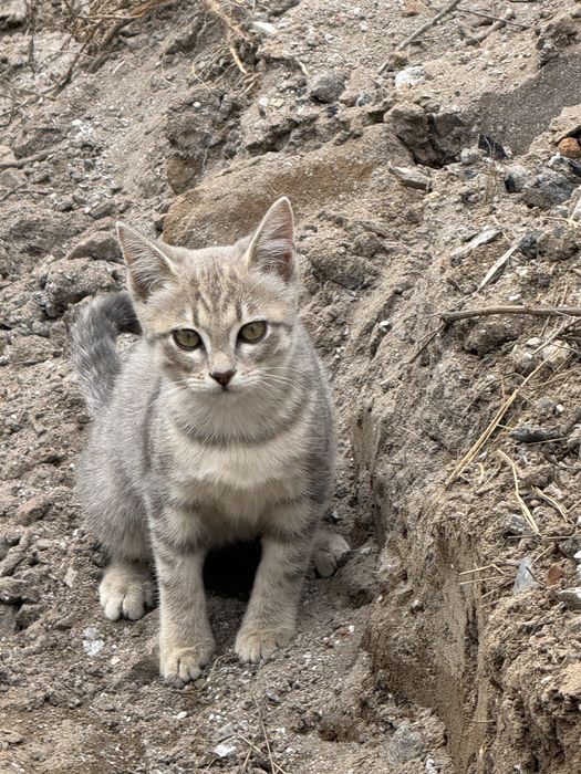 Отдам котят 4 месяца