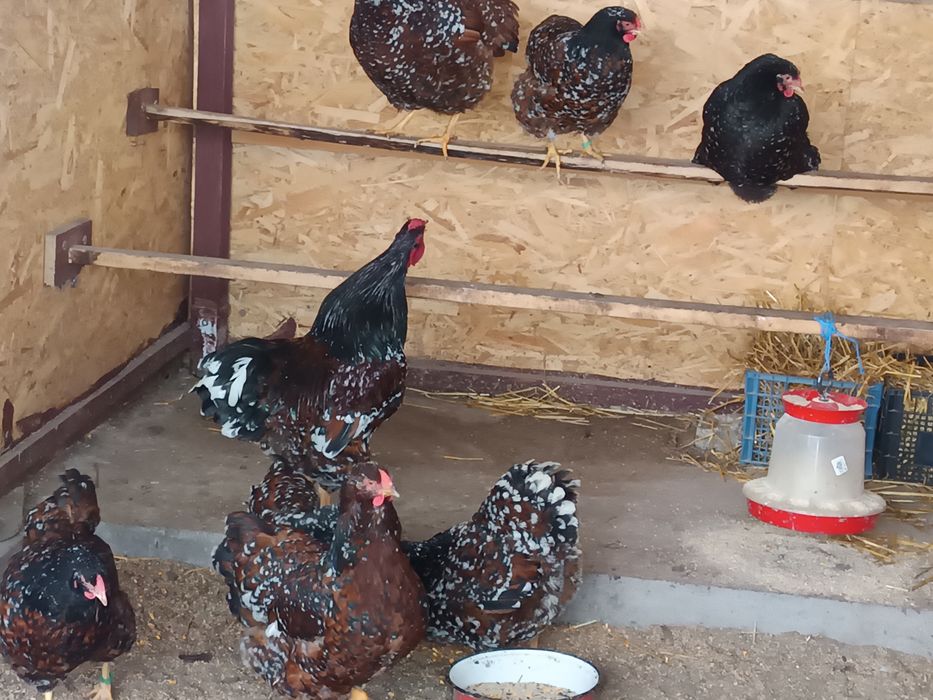 Oua incubat Wyandotte