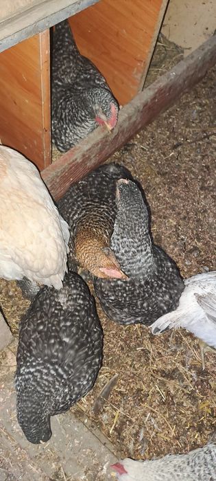 Vând 20 de pui colorați 3 luni